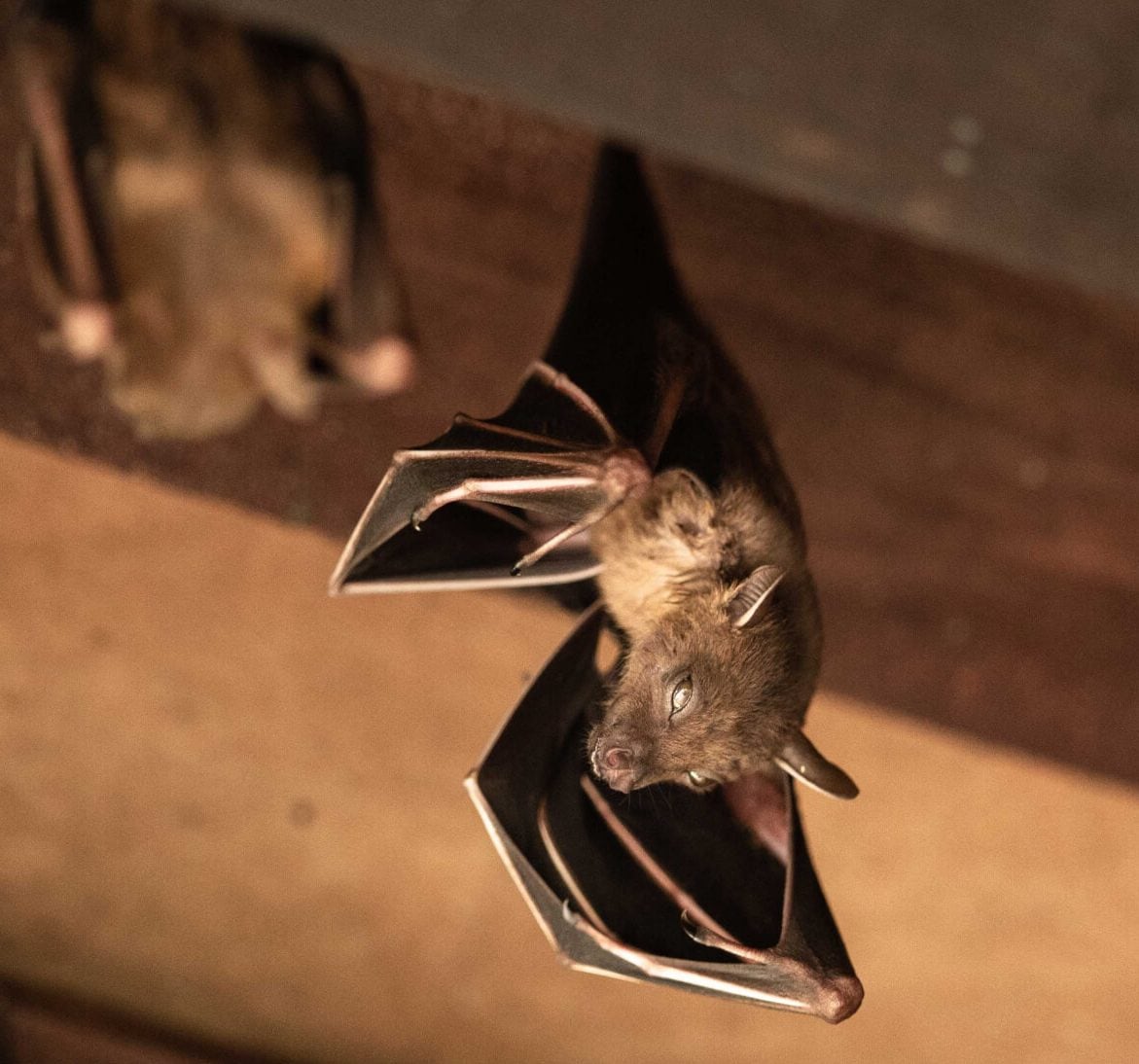 Expert bat removal services for a safe and humane solution in Milford